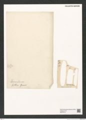 Diatomeae indet. Zeichnungen Sammlung Grunow (NHMW-BOT-W0379715)